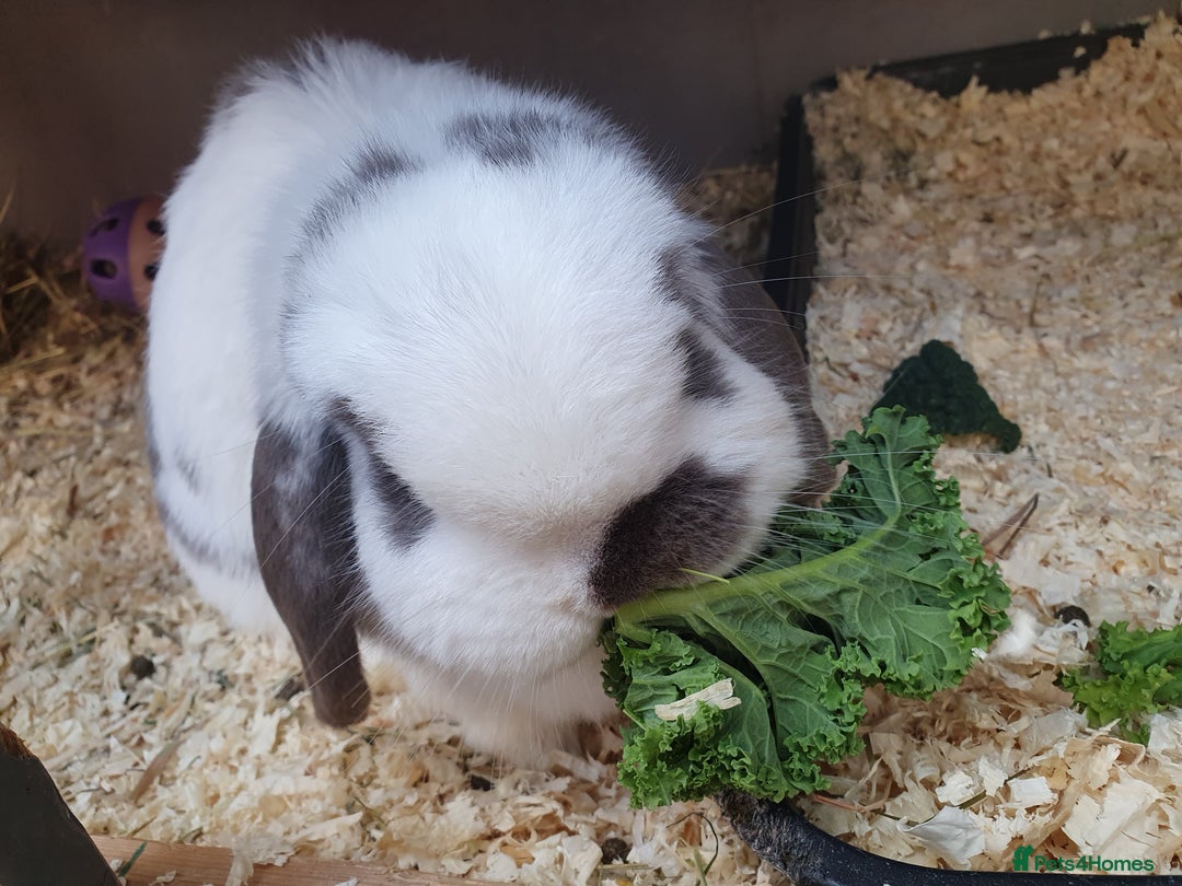 Mini Lop rabbits for sale: Spayed and neutered rabbits for adoption Vac rhd2 - Advert 10