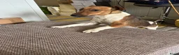 Fox Terrier dogs for adoption: Sweet William needs LOVE - Advert 8