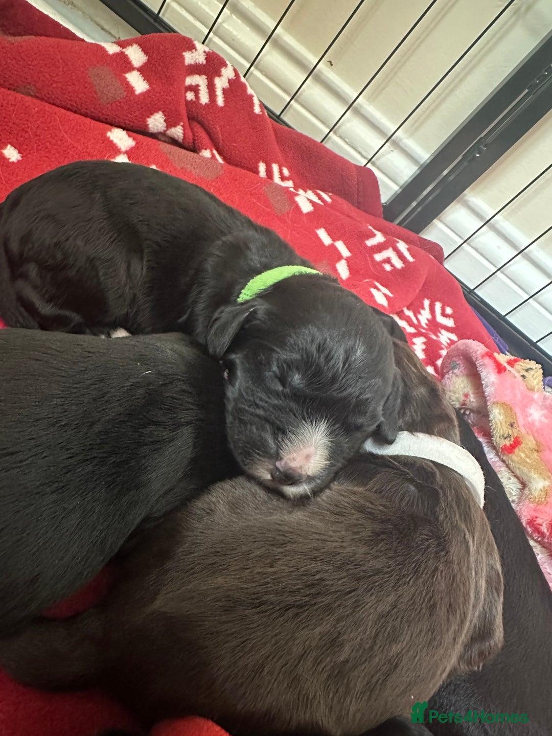 Cocker Spaniel dogs for sale: English Cocker spaniel puppies  - Image 4