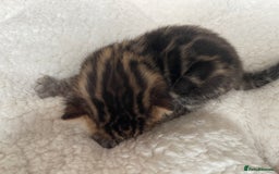 Bengal cats for sale: Bengal kittens for sale-Stunning 3-color Rosettes  - Image 21