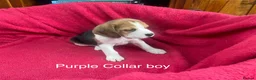 Beagle dogs for sale: Beautiful Beagle puppies for sale - Advert 4