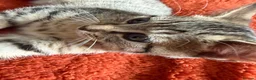 Mixed Breed cats for sale: Bengal/British shorthair  - Advert 2