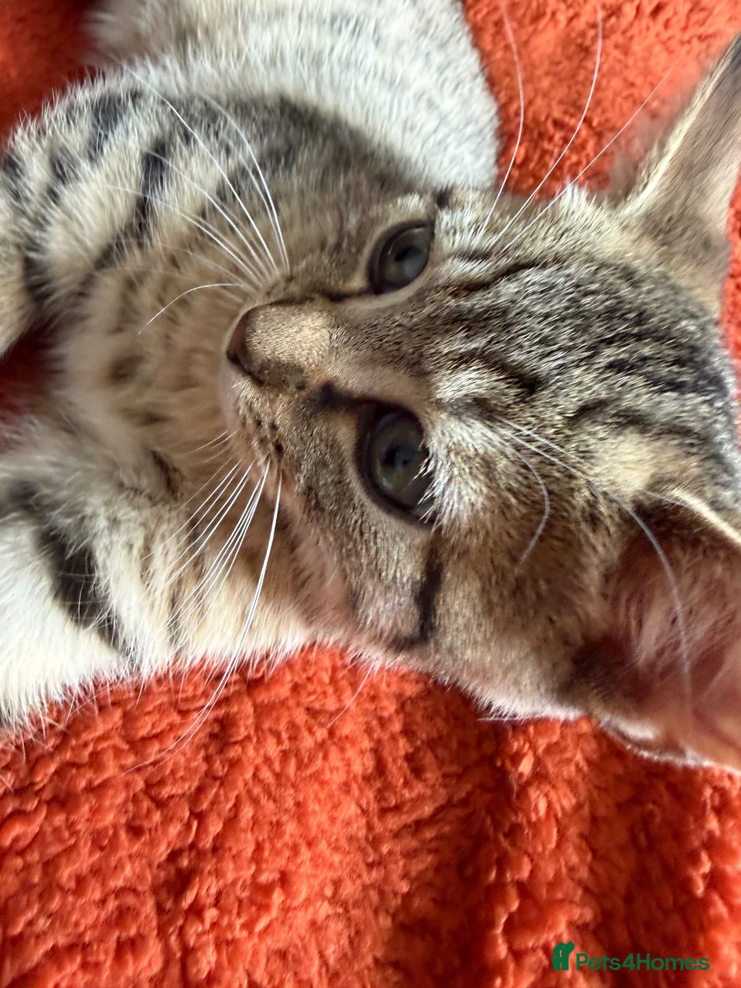 Mixed Breed cats for sale: Bengal/British shorthair  - Advert 2
