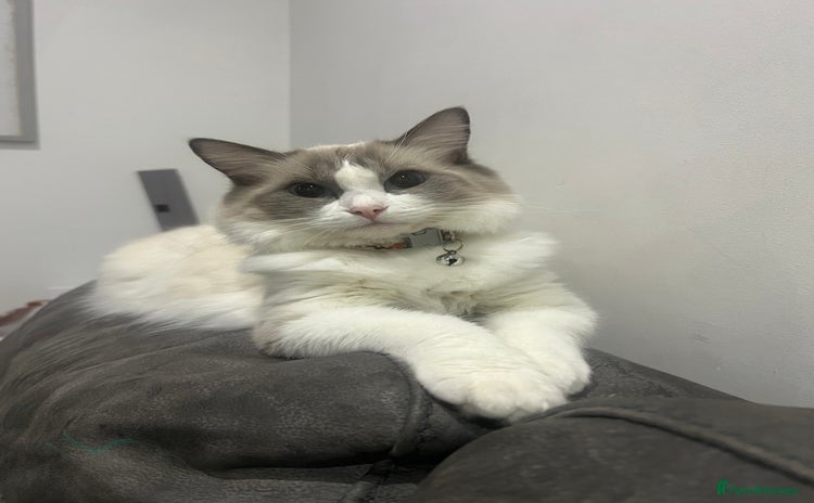 Ragdoll cats Stunning ragdoll kittens  - Advert 2