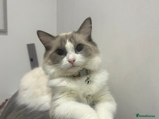 Ragdoll cats Stunning ragdoll kittens - Advert 2