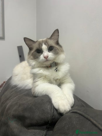 Ragdoll cats Stunning ragdoll kittens - Advert 1