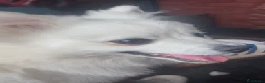 Pomeranian 1