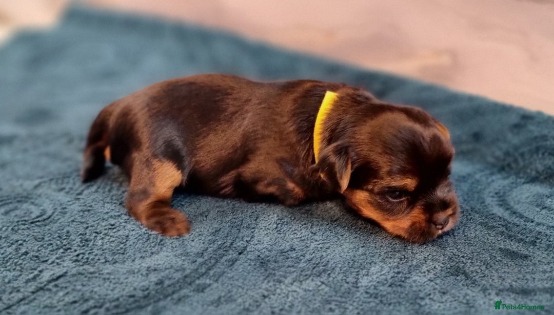 Yorkshire Terrier dogs for sale: 4 Lovely puppies  - Advert 22