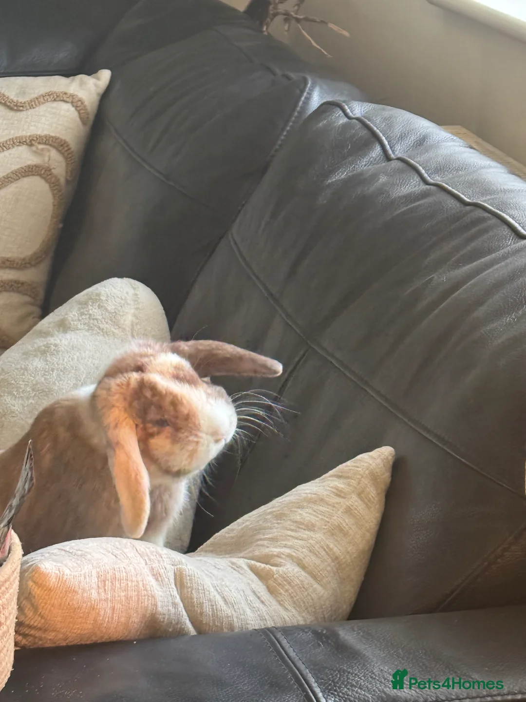 Mini Lop rabbits for sale: Mini lop  - Advert 3