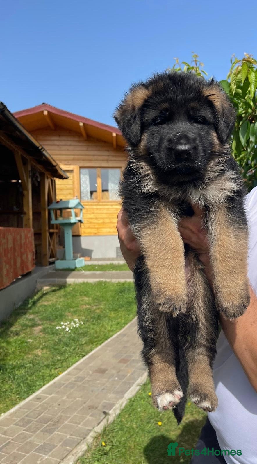 German Shepherd dogs Exceptional German Shepherd Puppies  - Advert 5