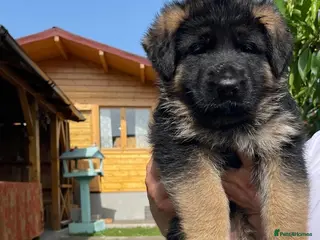 German Shepherd dogs Exceptional German Shepherd Puppies - Advert 5