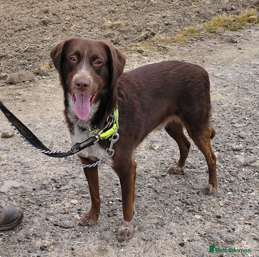 Mixed Breed dogs Bernie is looking for the best forever home - Advert 21