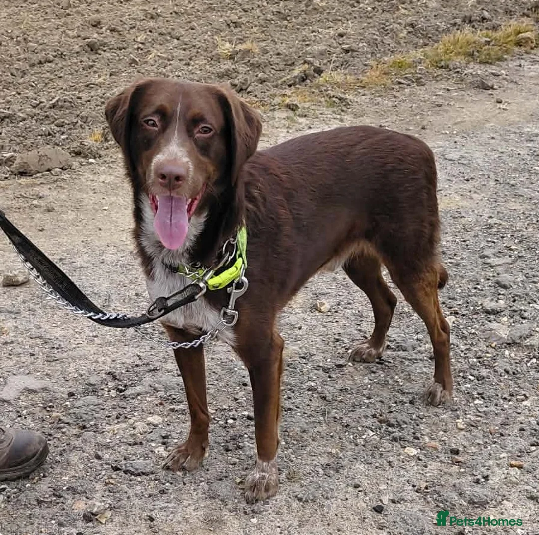 Mixed Breed dogs for adoption: Bernie is looking for the best forever home in Hayling Island - Advert 2