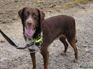 Mixed Breed dogs Bernie is looking for the best forever home - Advert 21