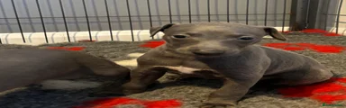 Whippet 9