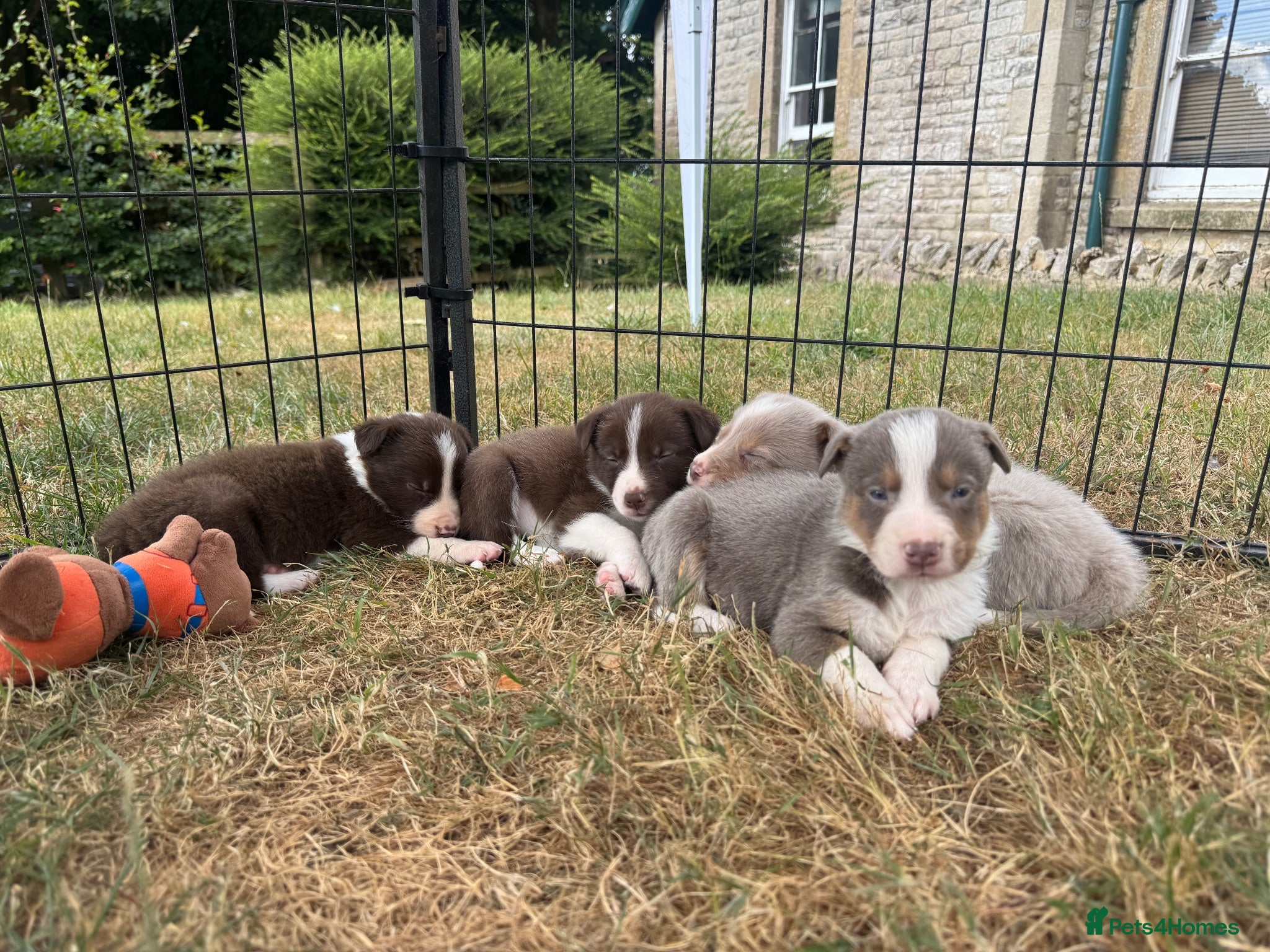 Border Collie dogs Beautiful Border Collie Puppies  - Advert 1