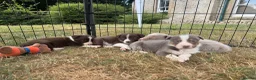 Border Collie dogs for sale: Beautiful Border Collie Puppies  - Advert 1