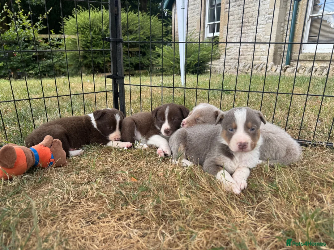 Border Collie dogs for sale: Beautiful Border Collie Puppies  - Advert 1