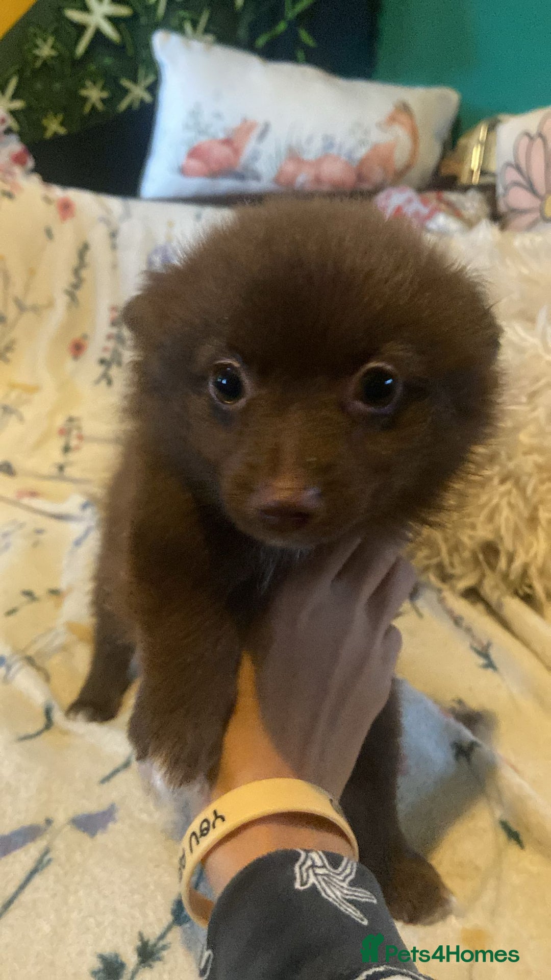 Pomchi dogs for sale: Fluffy Pomeranian Puppies - Image 1