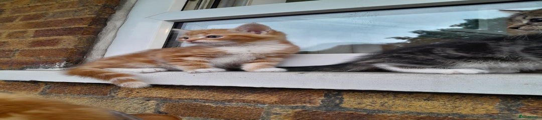 Mixed Breed Kitten 2