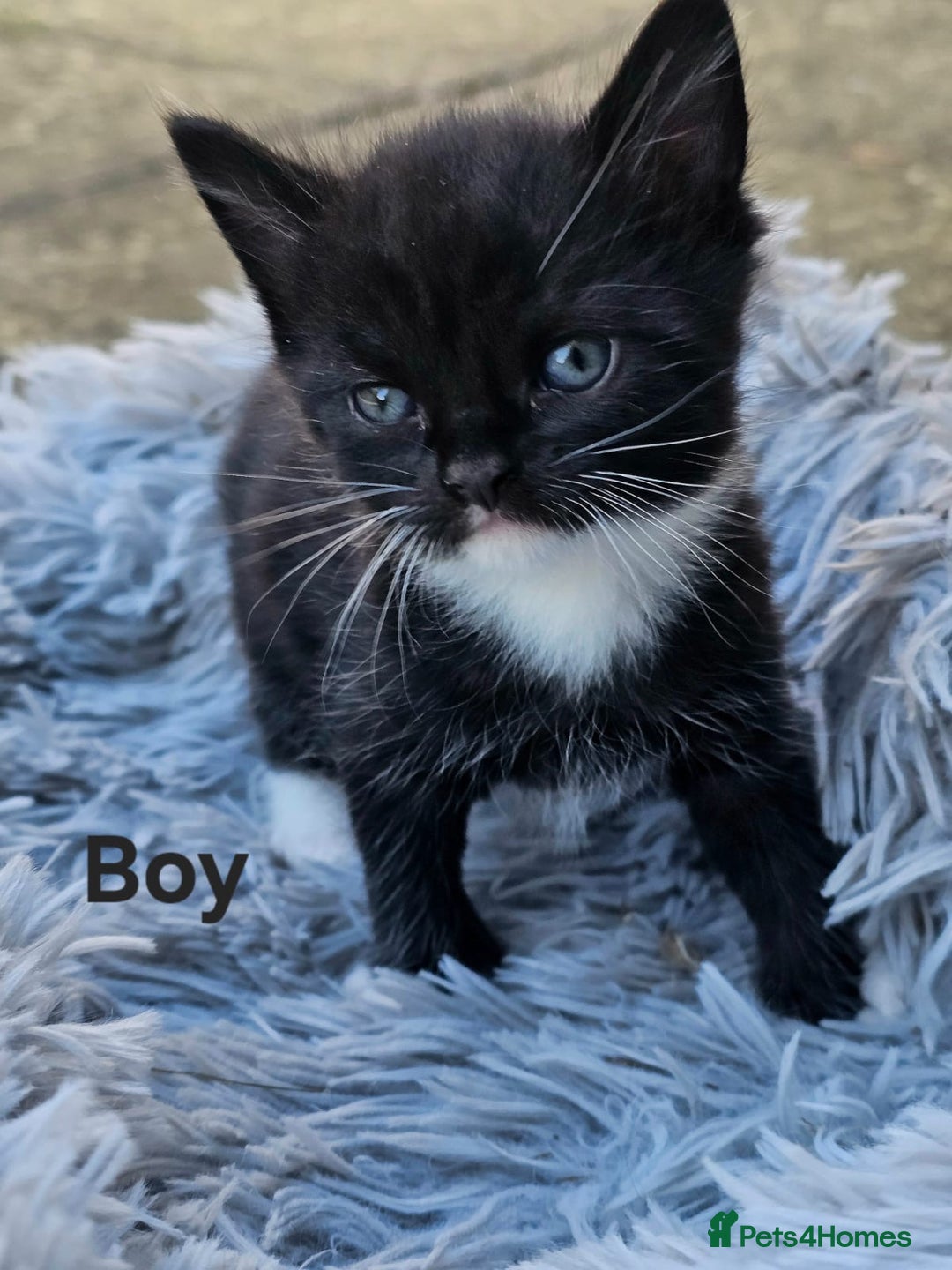 Maine Coon cats for sale: 3 weeks old 3 male 1 female  - Image 1