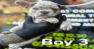 French Bulldog dogs - Advert 5