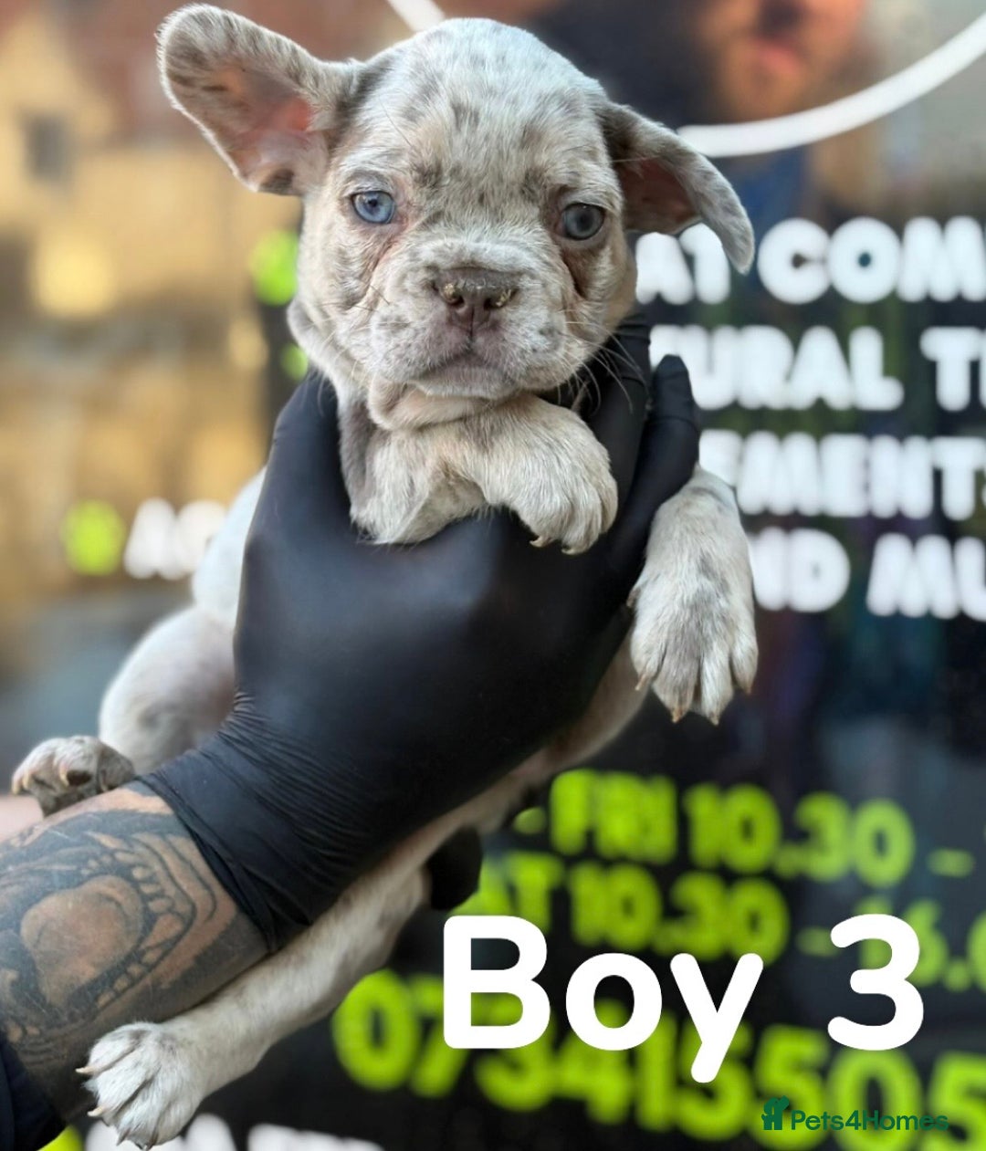 French Bulldog dogs for sale: French bulldog puppies  - Image 3