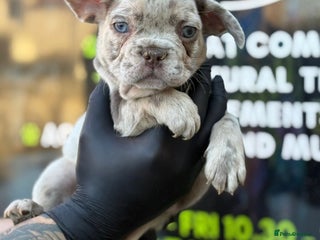 French Bulldog dogs - Advert 10