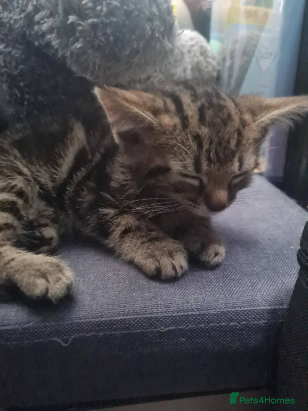 Mixed Breed cats for sale: Male kitten for sale in London - Advert 2