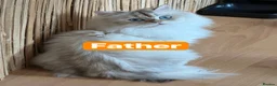 British Longhair cats for sale: British Shorthair &Longhair Golden Shaded (NY11) - Advert 14