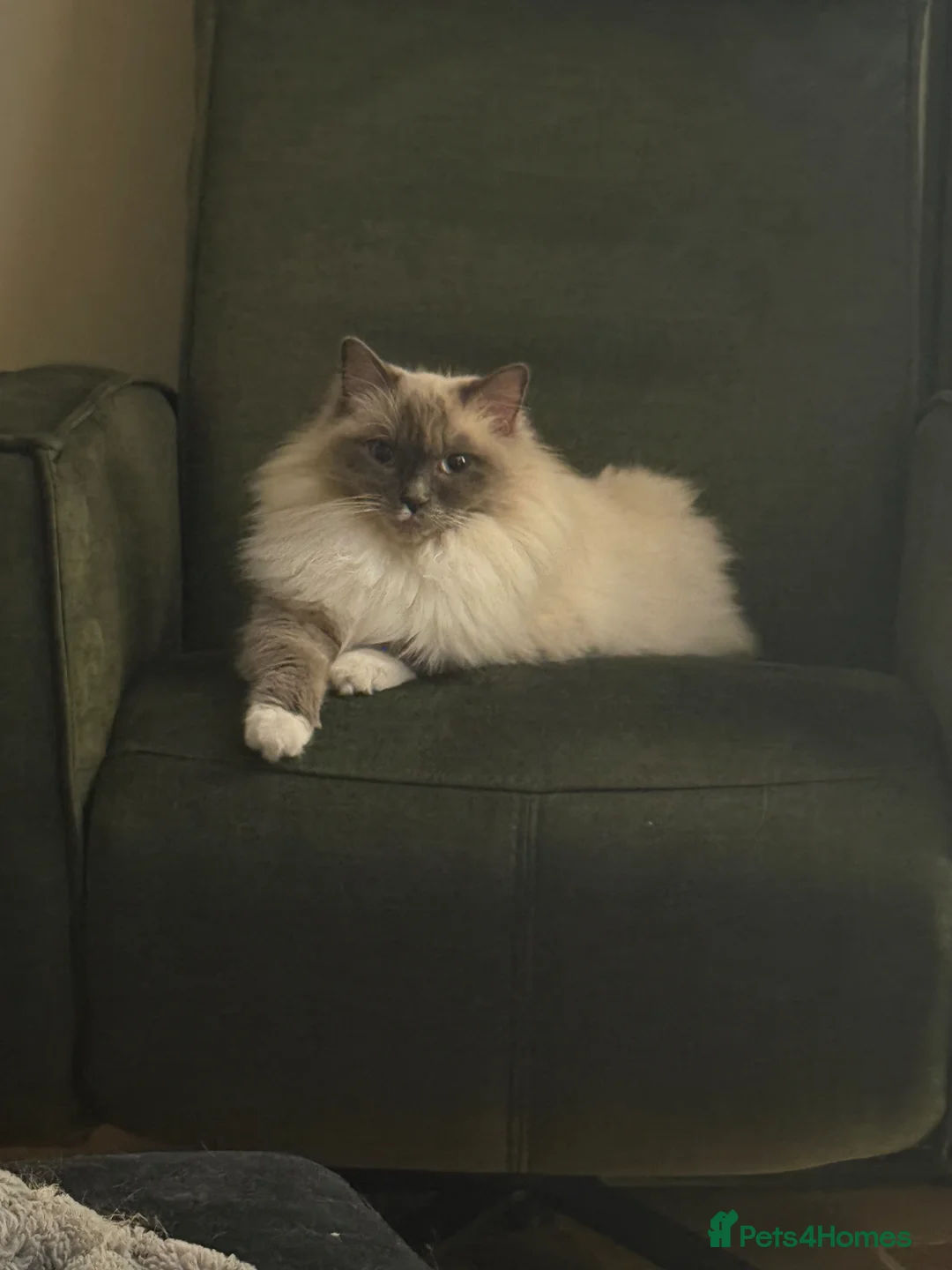 Ragdoll cats for sale: Stunning Ragdoll kittens  in Matlock - Advert 1
