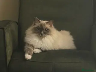 Ragdoll cats for sale: Stunning Ragdoll kittens - Advert 2