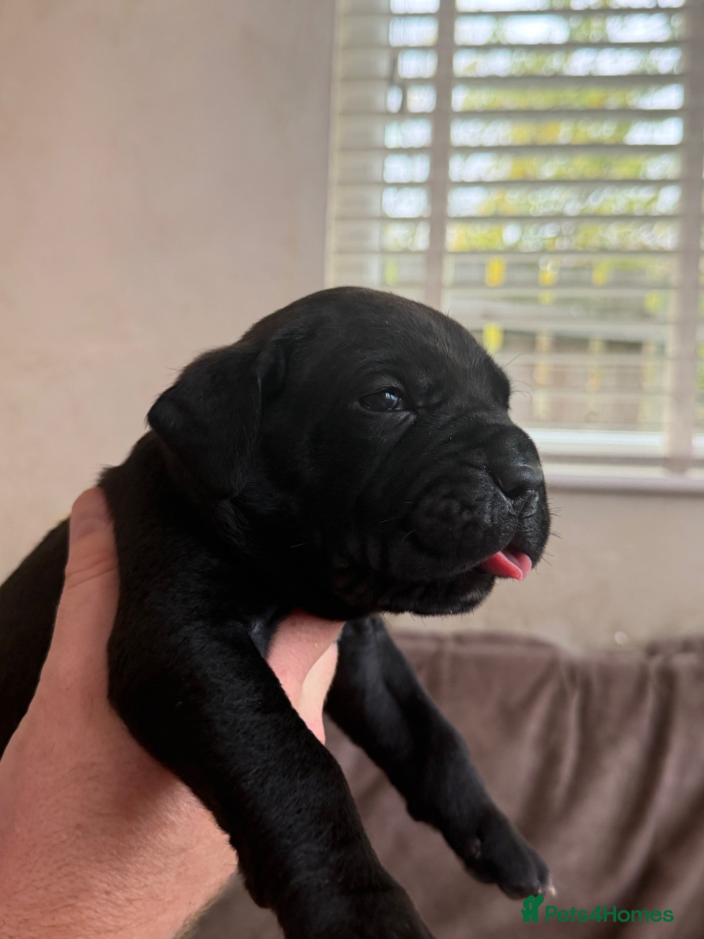Cane Corso dogs EXCEPTIONAL CANE CORSO PUPPIES - Advert 2