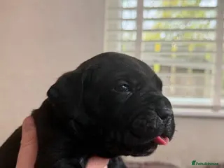 Cane Corso dogs EXCEPTIONAL CANE CORSO PUPPIES - Advert 2