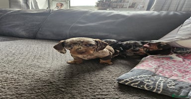 Miniature Dachshund dogs - Advert 8