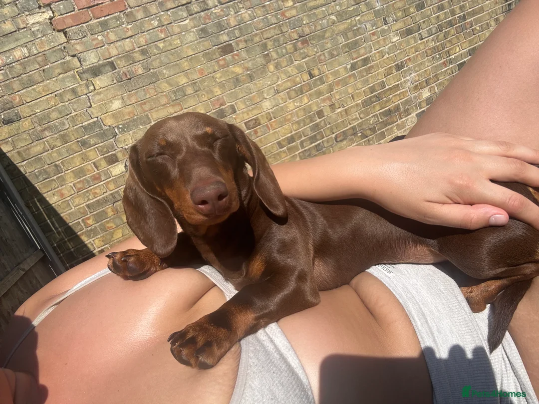 Dachshund dogs for sale: Mabel the Dachshund 🐶 REHOME FOR FREE  - Advert 11
