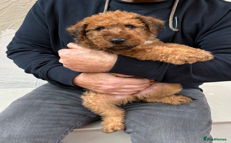 Irish Terrier dogs - Advert 1
