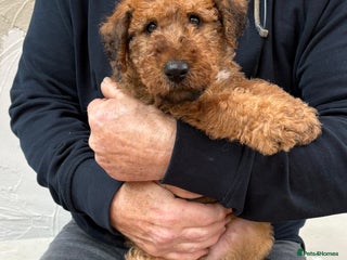 Irish Terrier dogs - Advert 1