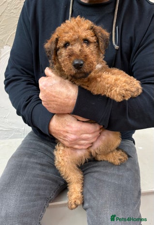Irish Terrier dogs - Advert 1