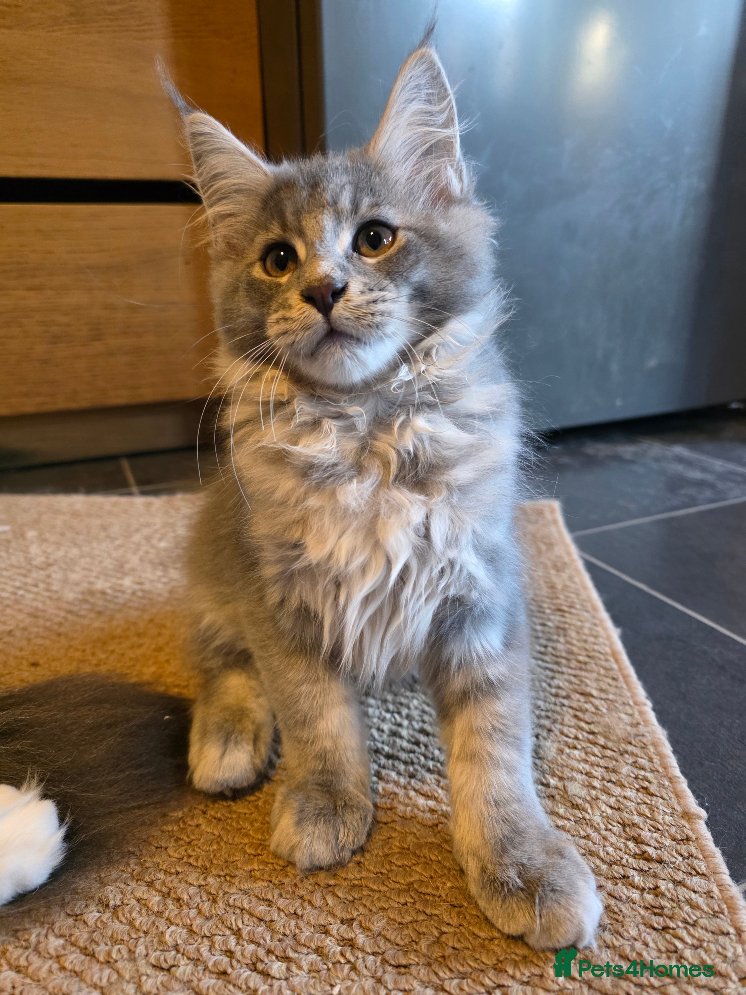 Maine Coon cats Champion Blood Maine Coon One Boy Left  - Advert 4