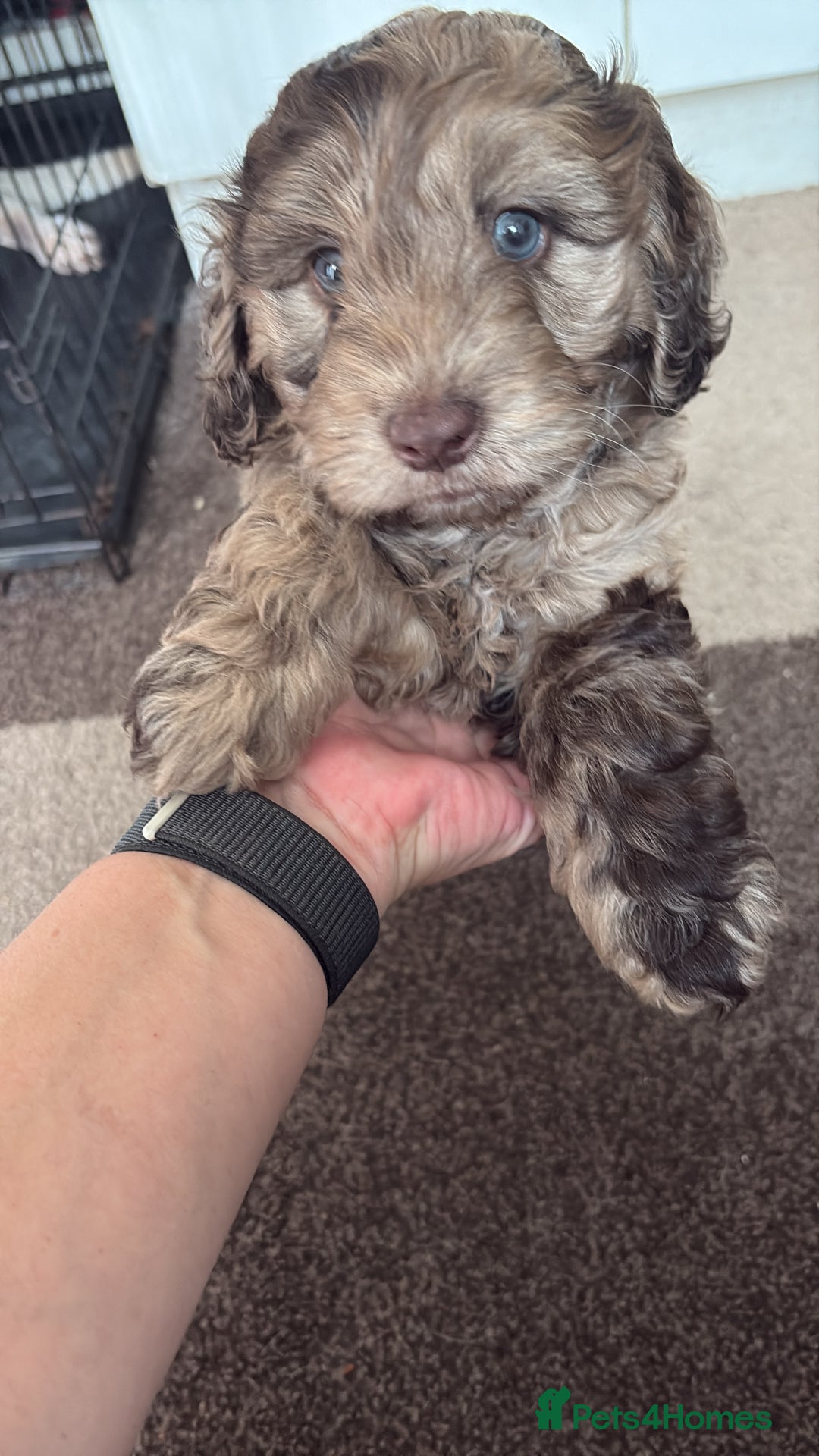 Cockapoo dogs for sale: Stunning F2 Chocolate Merle Cockapoo girl puppy - Image 1