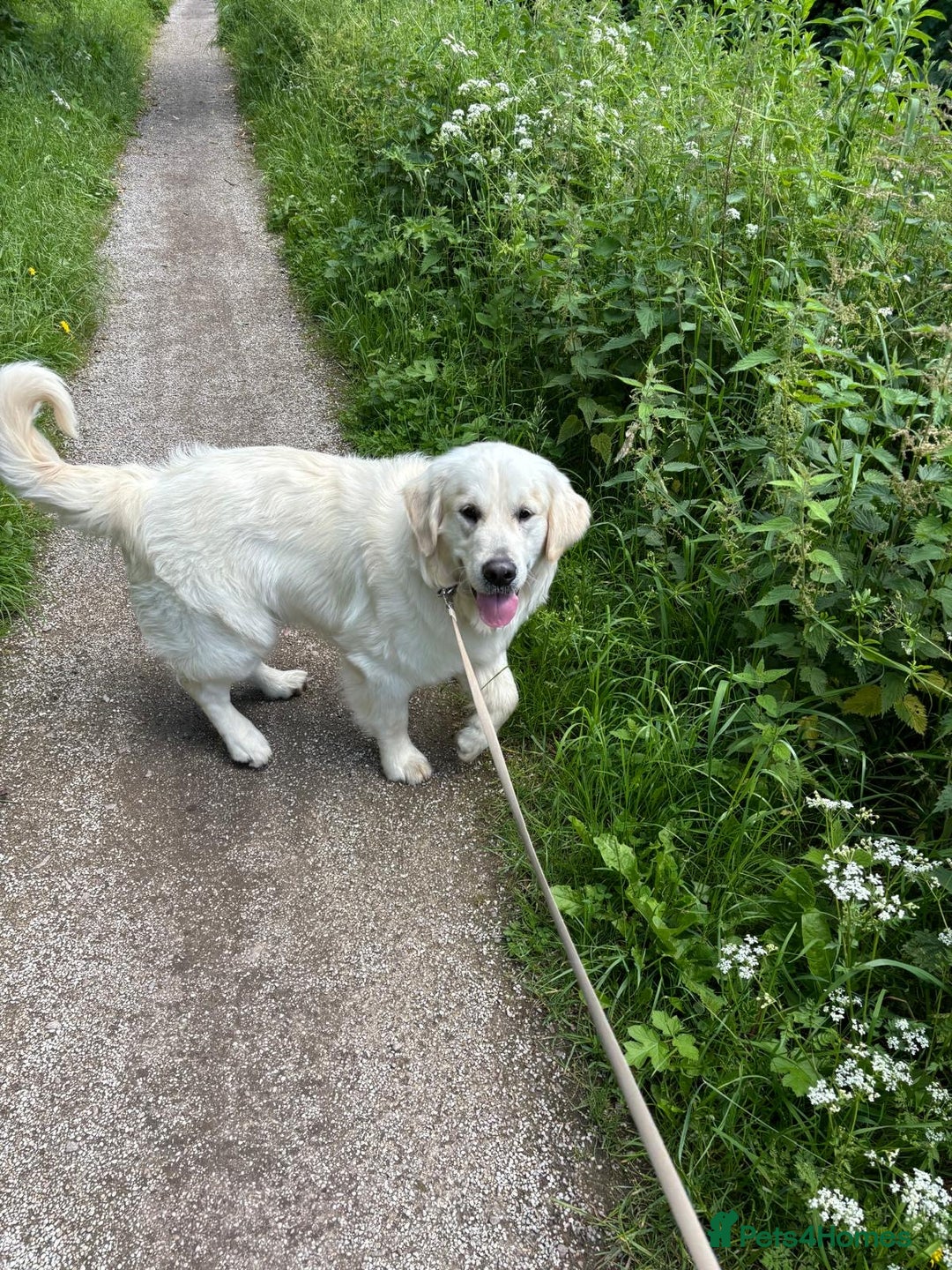 Golden Retriever dogs for stud: Handsome KC REGISTERED Golden Retriever  in Melton Mowbray - Image 12