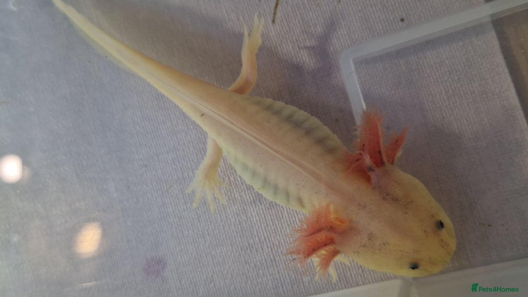 Axolotl reptiles for sale: Axolotls - Image 7