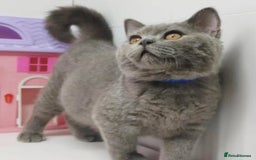 British Shorthair cats for sale: Blue British Shorthair Kittens - Advert 11