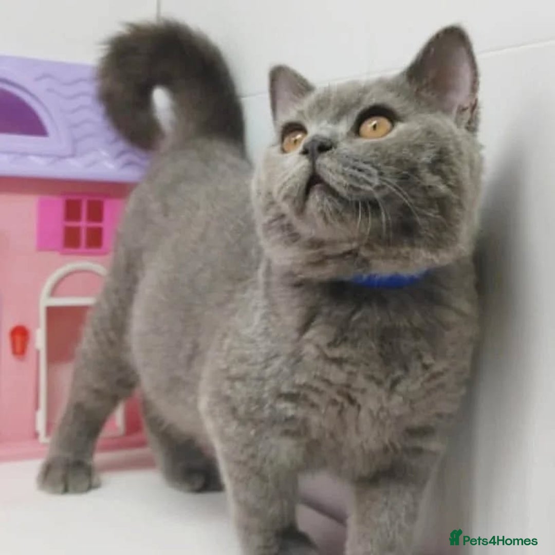 British Shorthair cats for sale: Blue British Shorthair Kittens - Advert 11