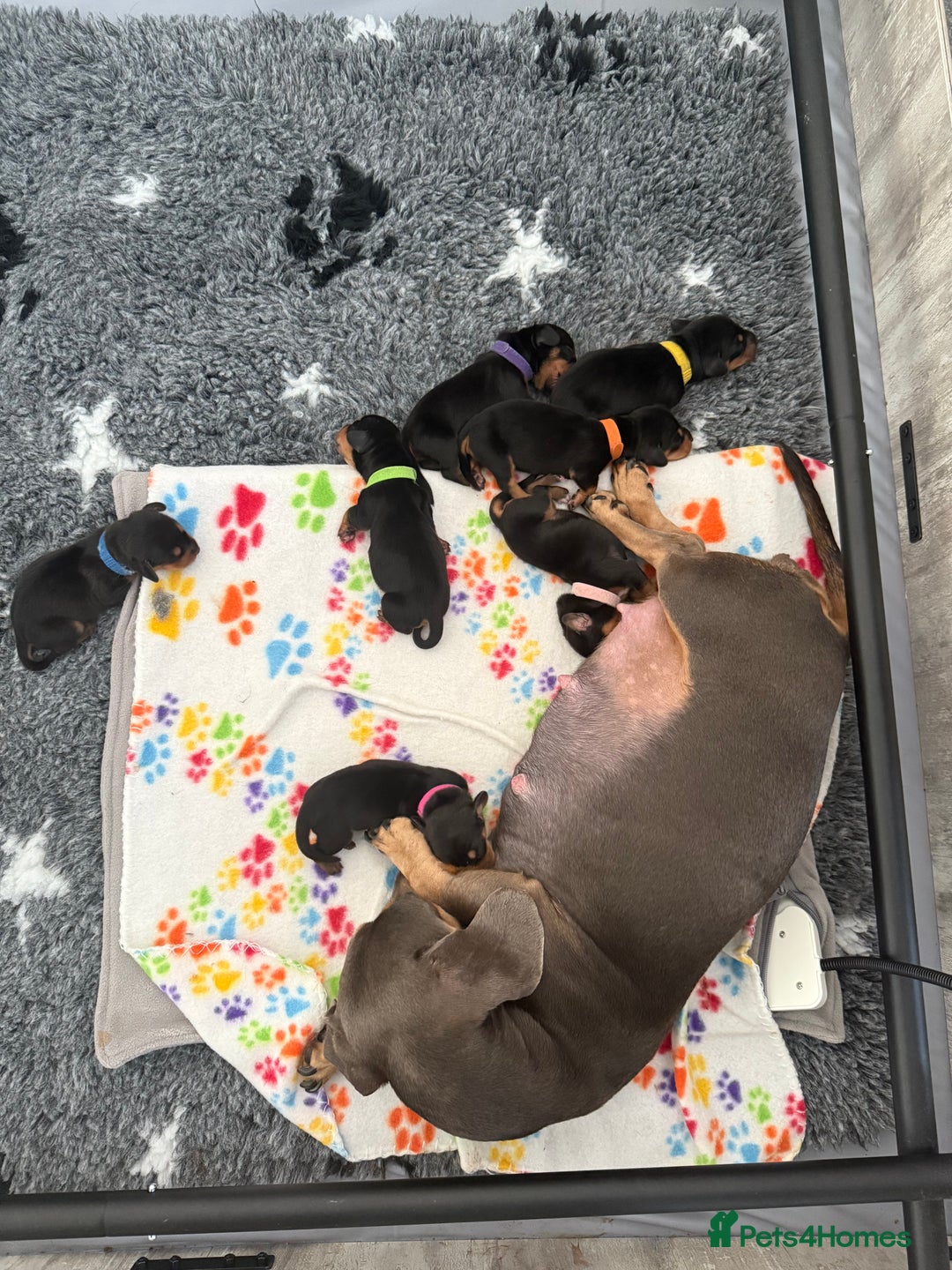 Miniature Dachshund dogs for sale: Black & Tan Miniature Dachshunds  - Image 4