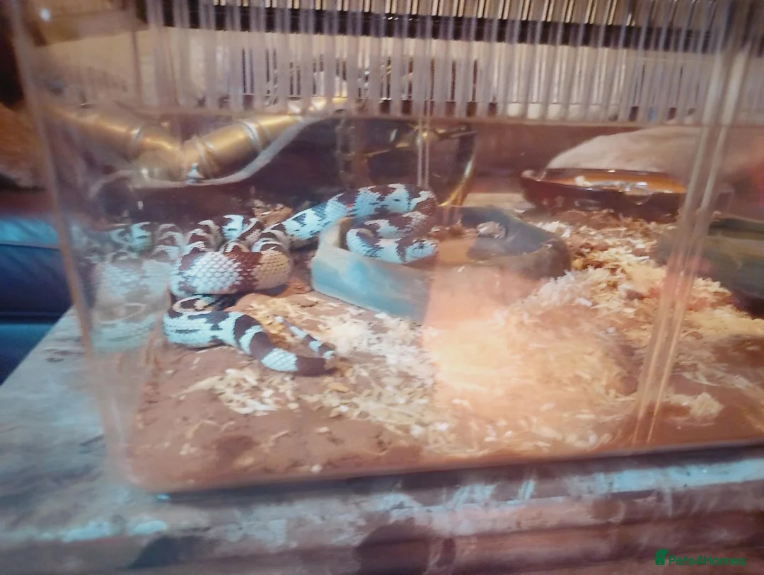 King Snake reptiles for sale: KING CALI SNAKE  - Advert 4