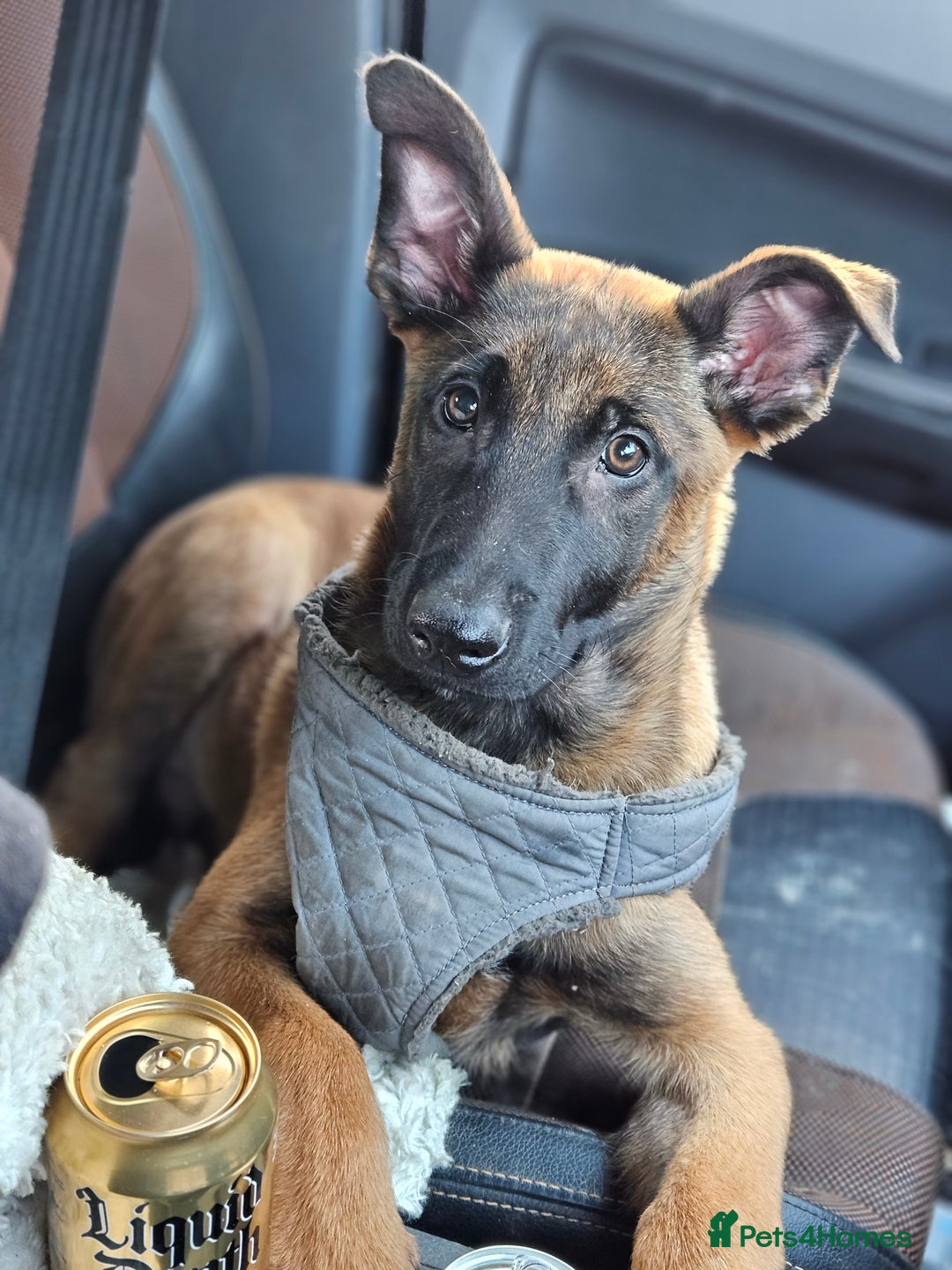 Belgian Shepherd Dog dogs for sale: Belgian Malinois Puppies - Advert 21