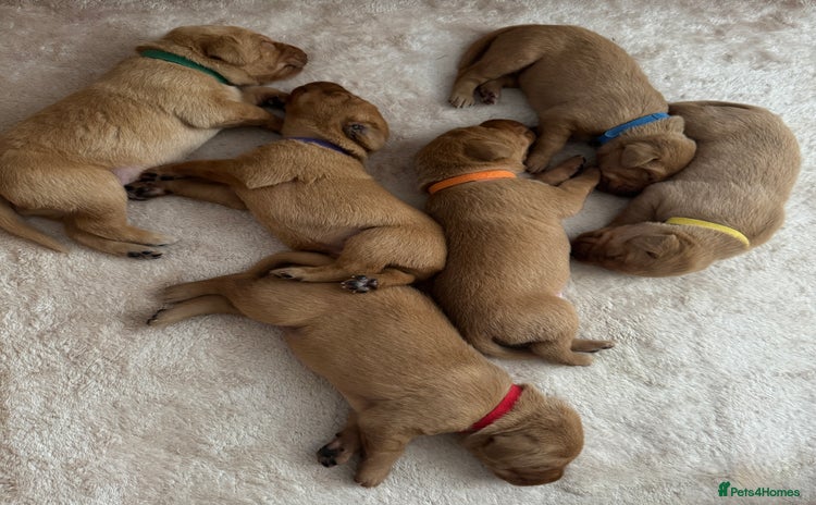 Labrador Retriever dogs - Advert 1