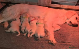 Golden Retriever dogs for sale: Stunning Cream Golden Retriever Puppies - Image 1